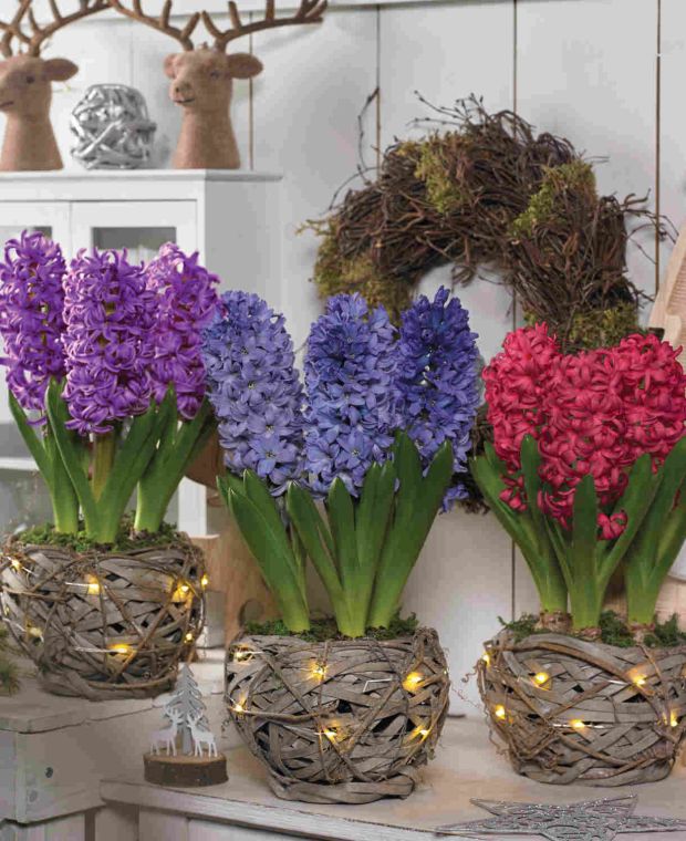 Homely Hyacinthus Orientalis Collection