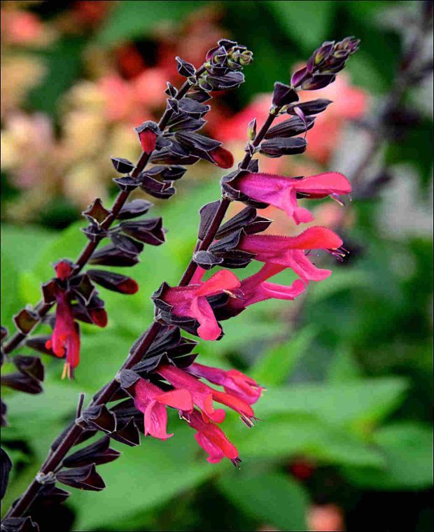 Salvia guarantica Amante