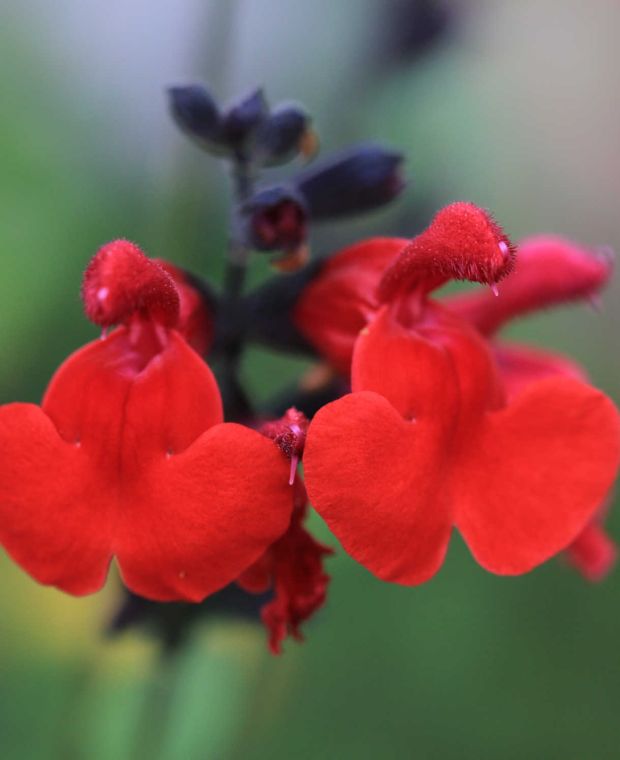 Striking Salvia Collection