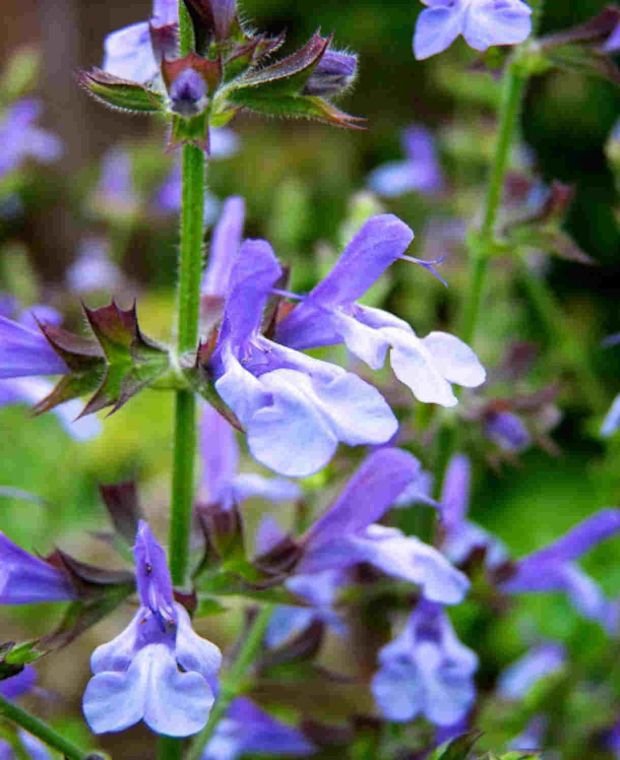 Salvia 'African Sky'