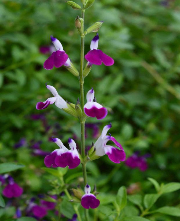 Salvia Amethyst Lips