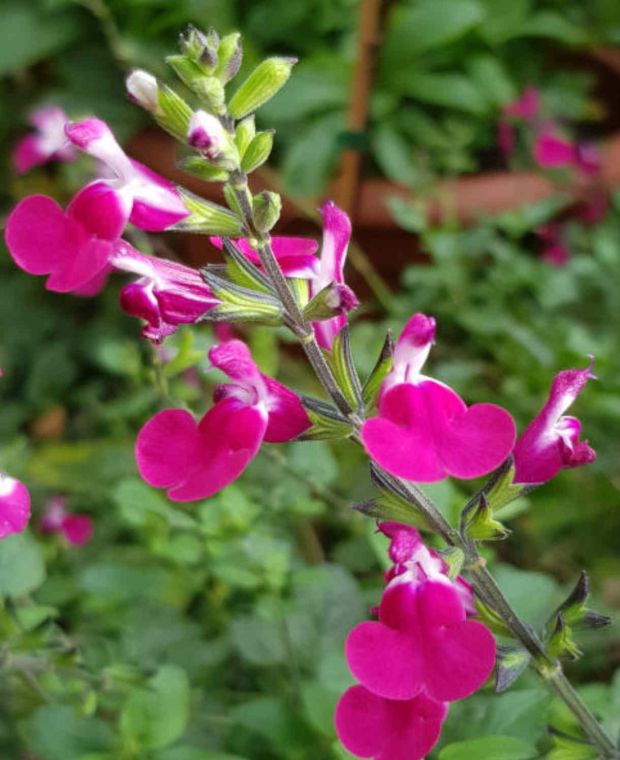 Salvia Cherry Lips