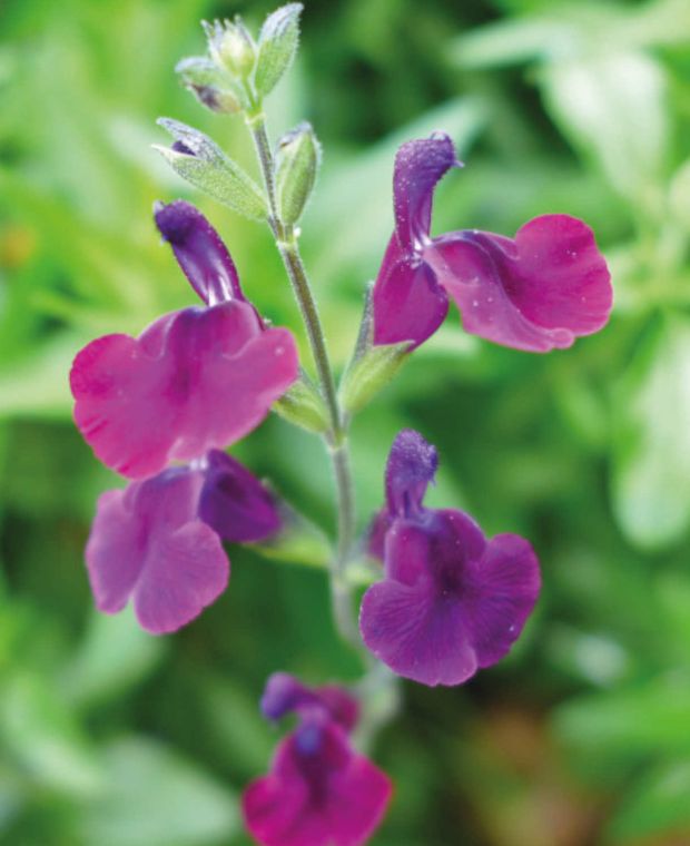 Velveteen Salvia Collection