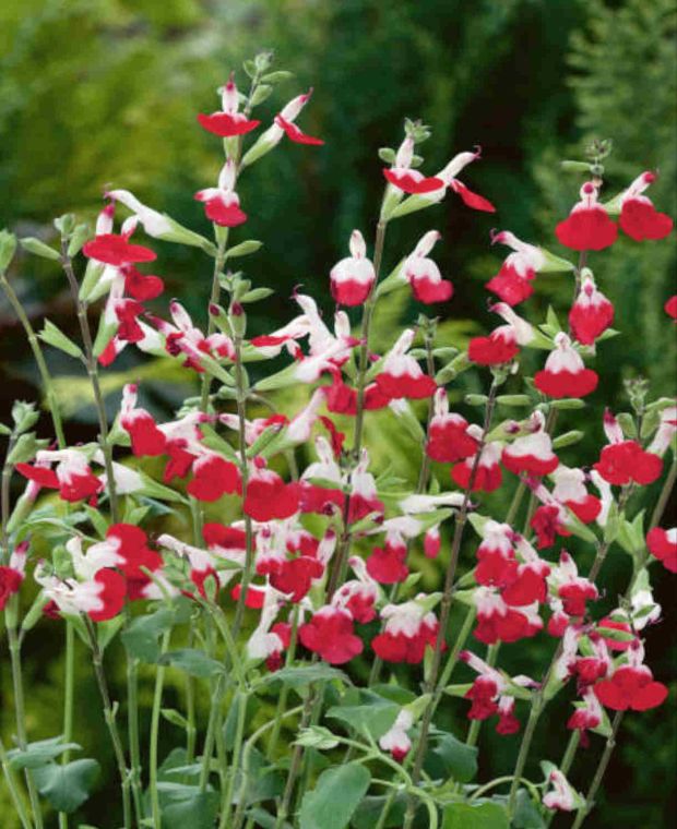 Salvia Hot Lips