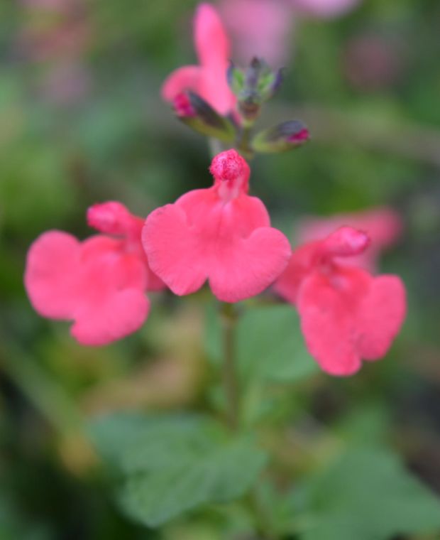 Salvia Love Heart