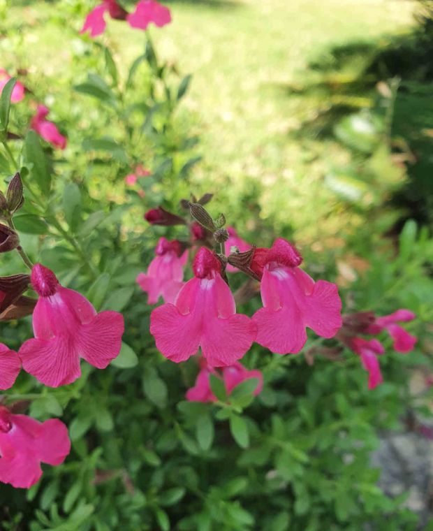 Blushing Pink Salvia Collection