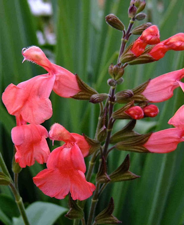 Peachy Keen Salvia Collection