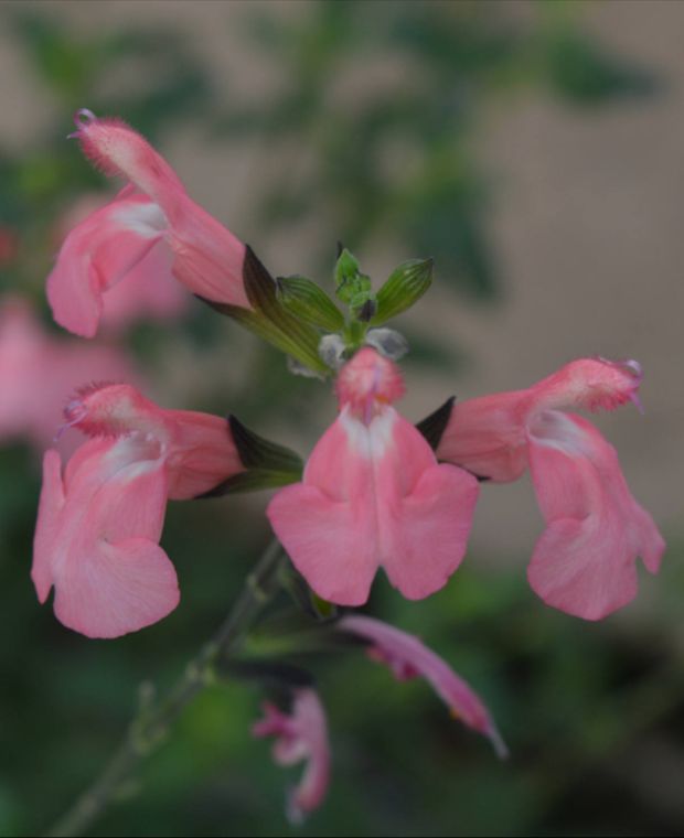 Salvia Pluenn