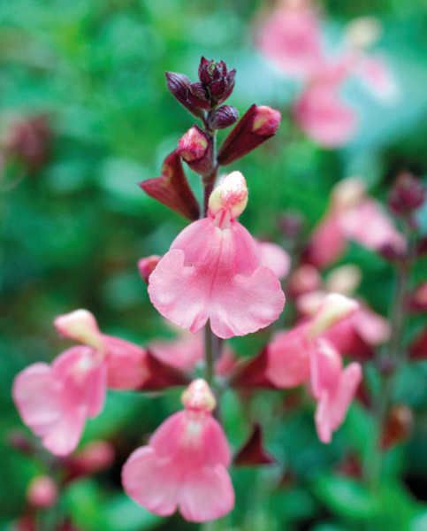 Salvia x jamensis Senorita Leah