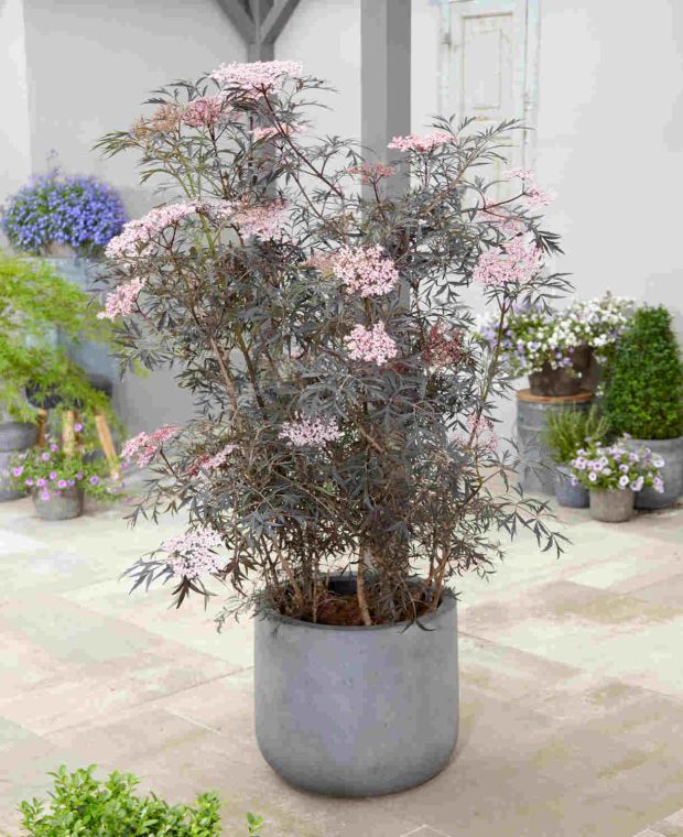 Sambucus nigra Black Lace