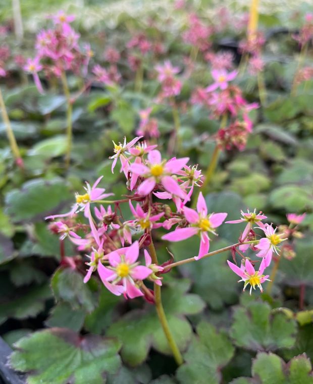 Saxifraga cortusifolia var. Ayaka