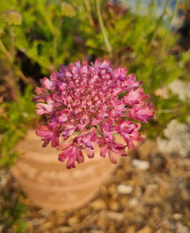 Scabious Magic