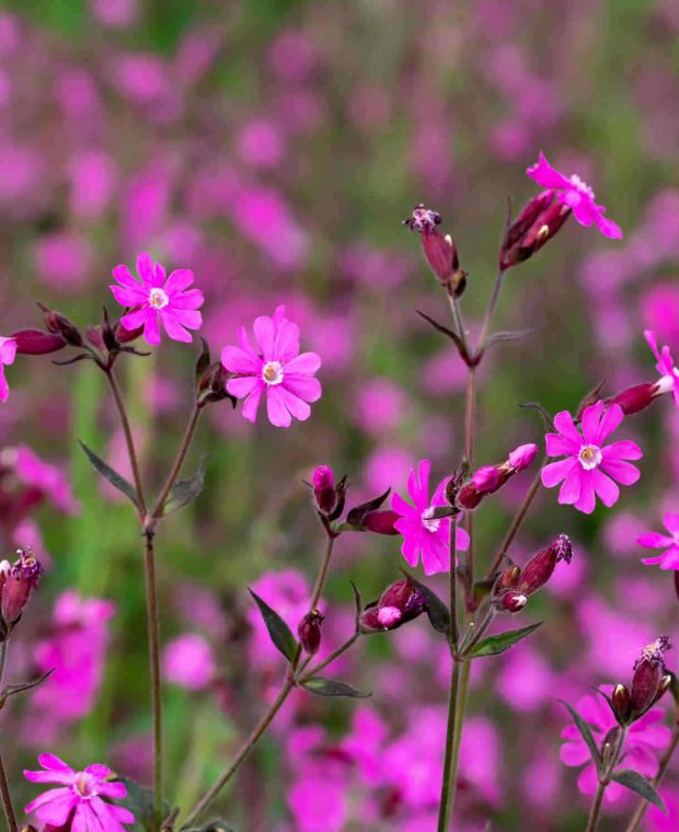 Silene dioica