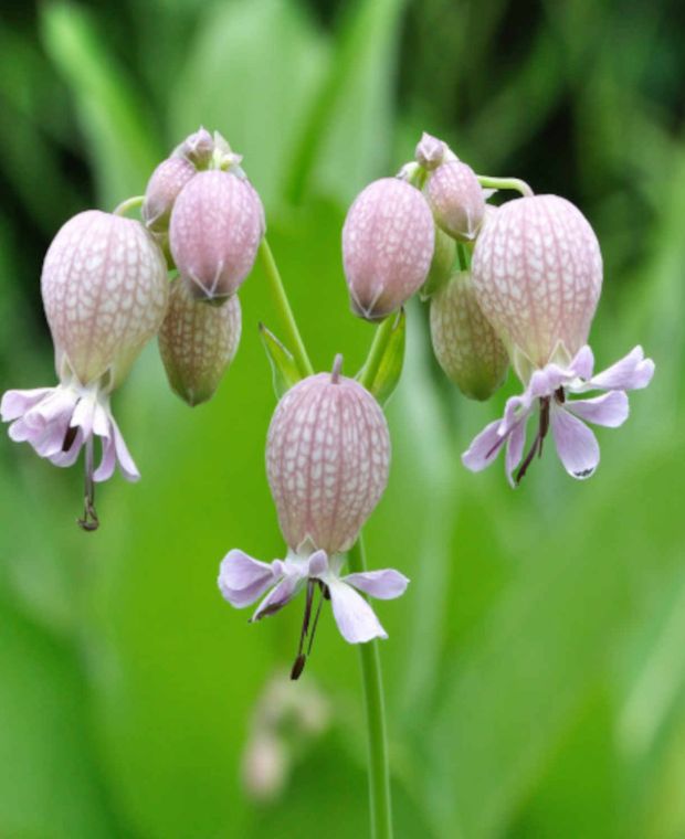 Silene vulgaris