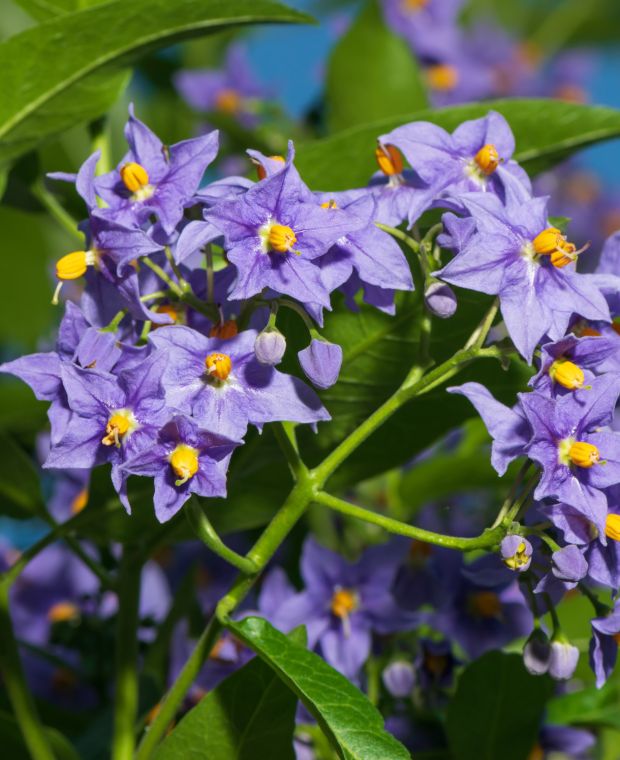 Solanum crispum Glasnevin