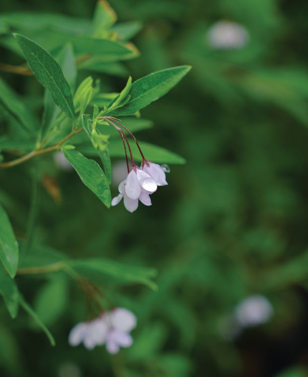 Sollya heterophylla Rosea