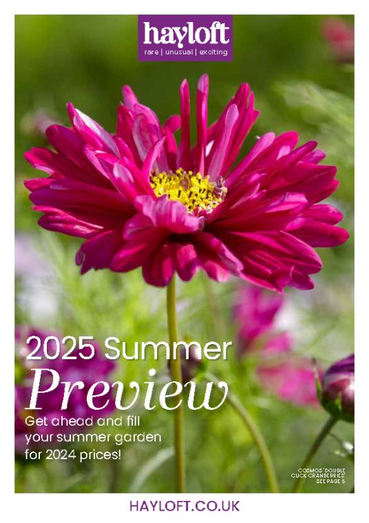 Summer Preview 2024/25