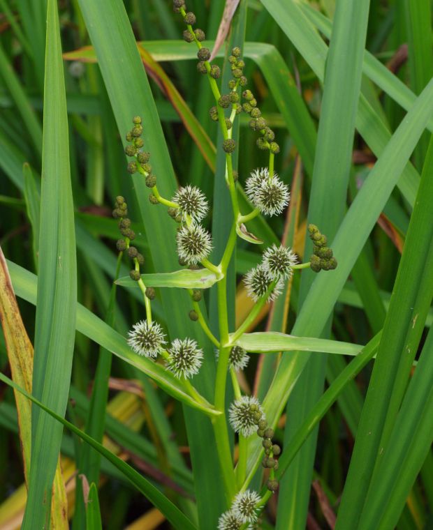 Sparganium erectum