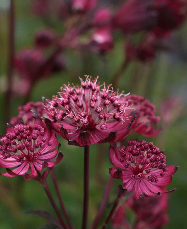 Astrantia major 'Sparkling Stars Red'