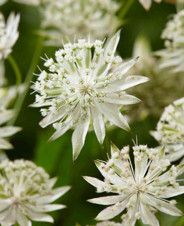 Astrantia major 'Sparkling Stars White'