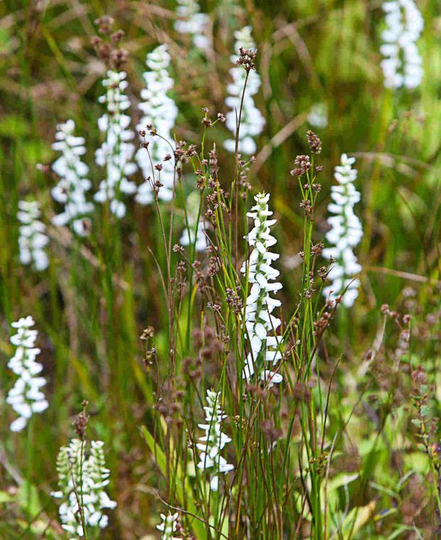 Spiranthes cernua