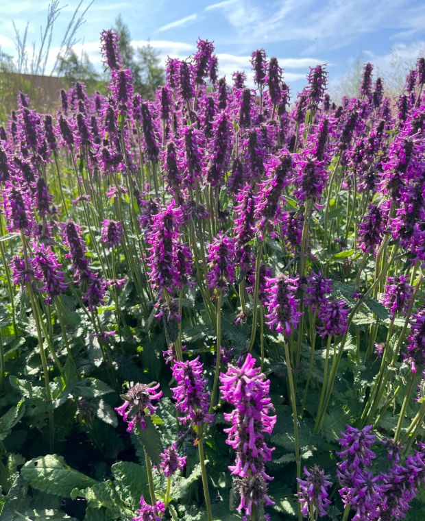 Stachys officinalis Hummelo