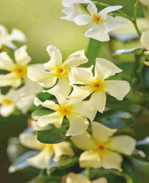 Trachelospermum jasminoides Star of Toscana