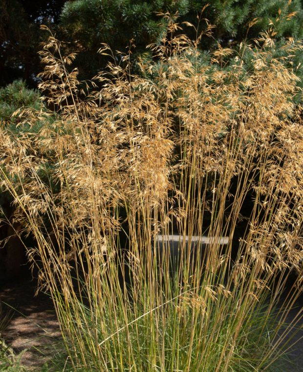 Stipa gigantea