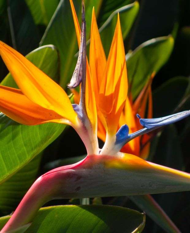 Strelitzia reginae