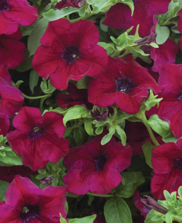 Petunia Surfinia Burgundy