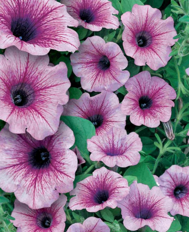 Petunia Surfinia Rose Vein