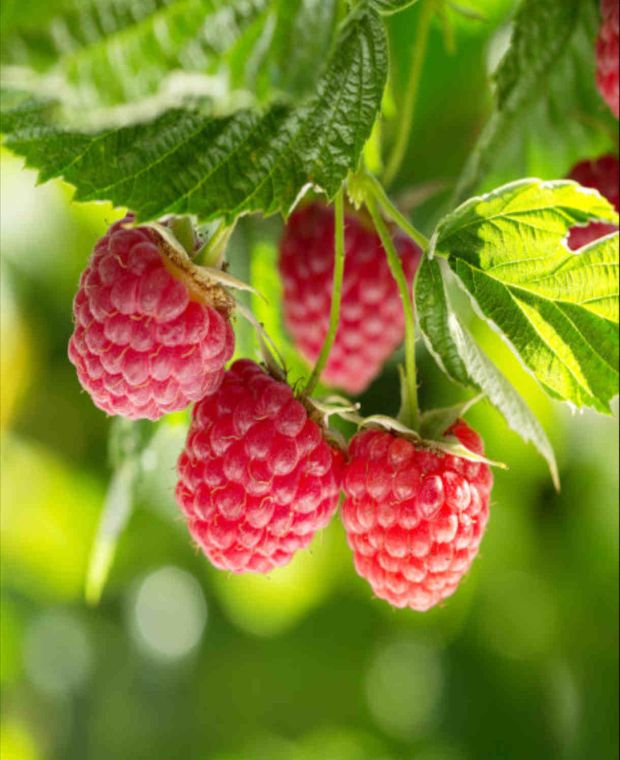 Rich Rubus collection 