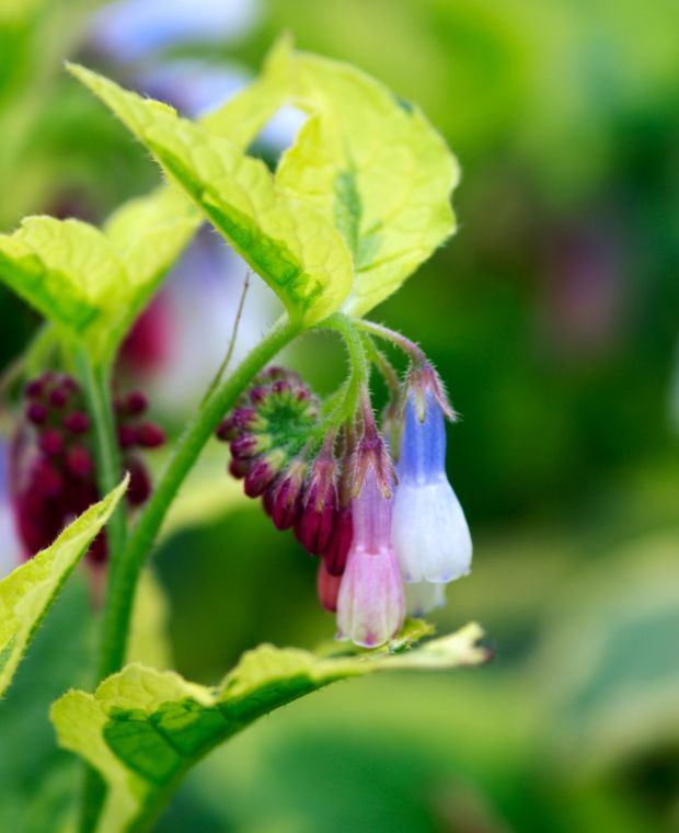 Symphytum grandiflorum Goldsmith