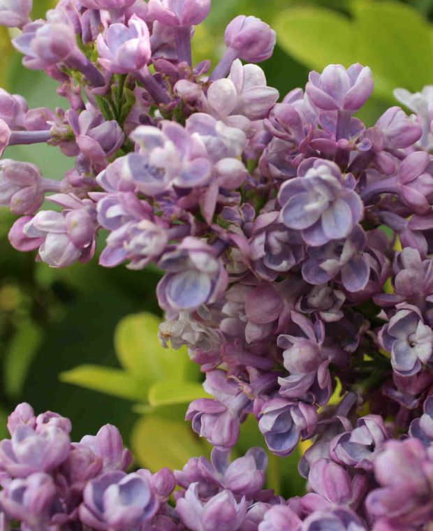 Syringa vulgaris 'Katherine Havemeyer'