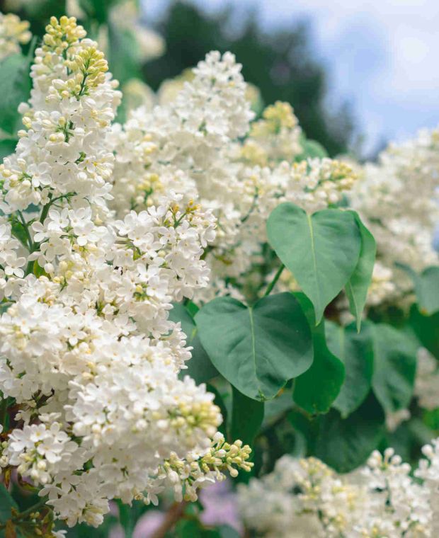 Syringa vulgaris 'Miss Ellen Willmott'