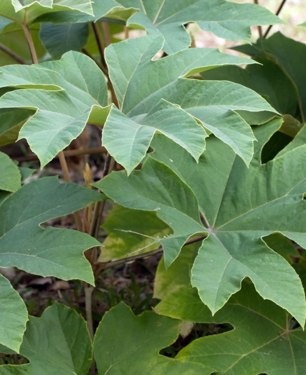 Tetrapanax papyrifer