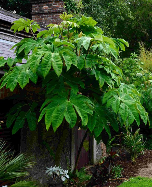 Tetrapanax Papyrifer Rex