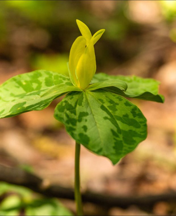 Trillium luteum