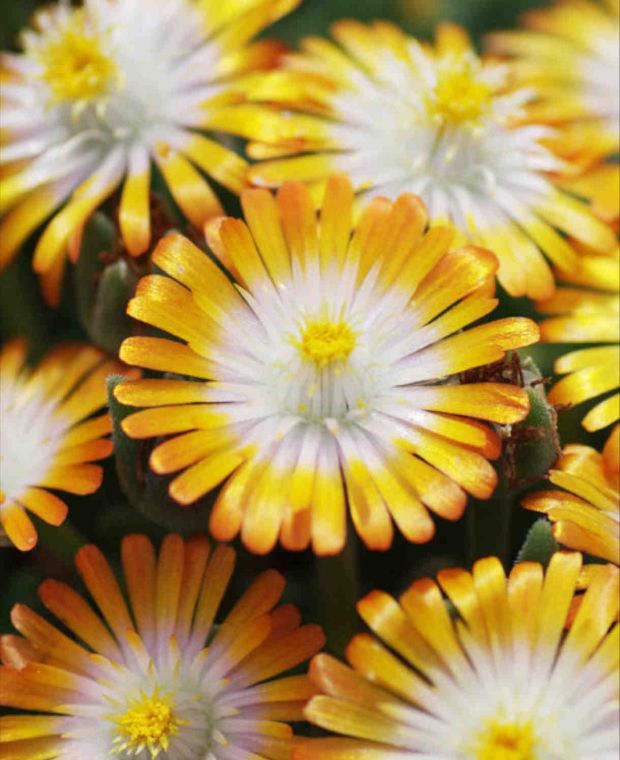 Delosperma Jewel of the Desert Topaz