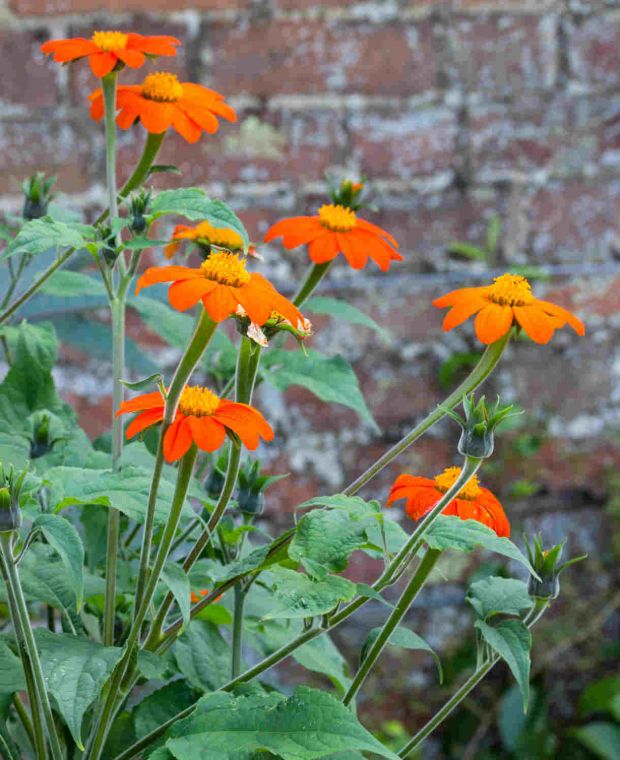 Tithonia rotundifolia Torch