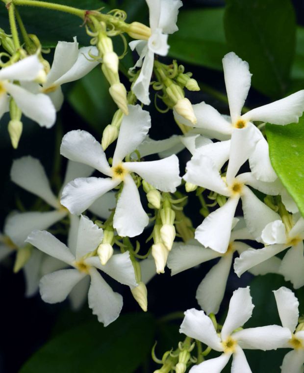 Trachelospermum jasminoides