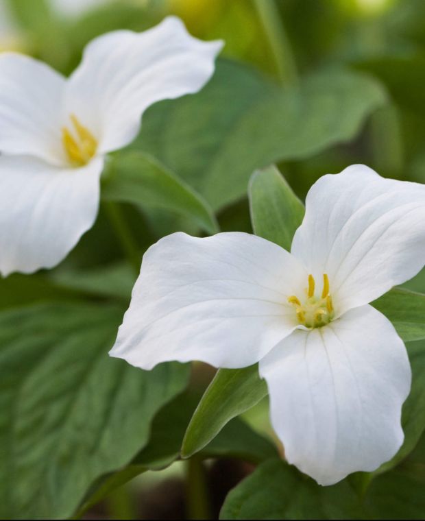 Trillium Grandiflorum