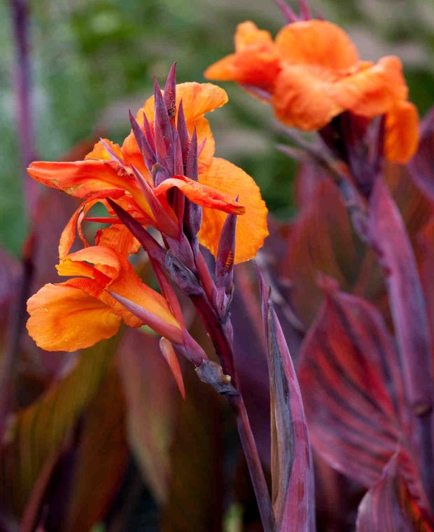 Canna Tropicana