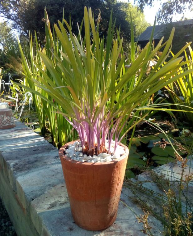 Tulbaghia hybrida Flamingo