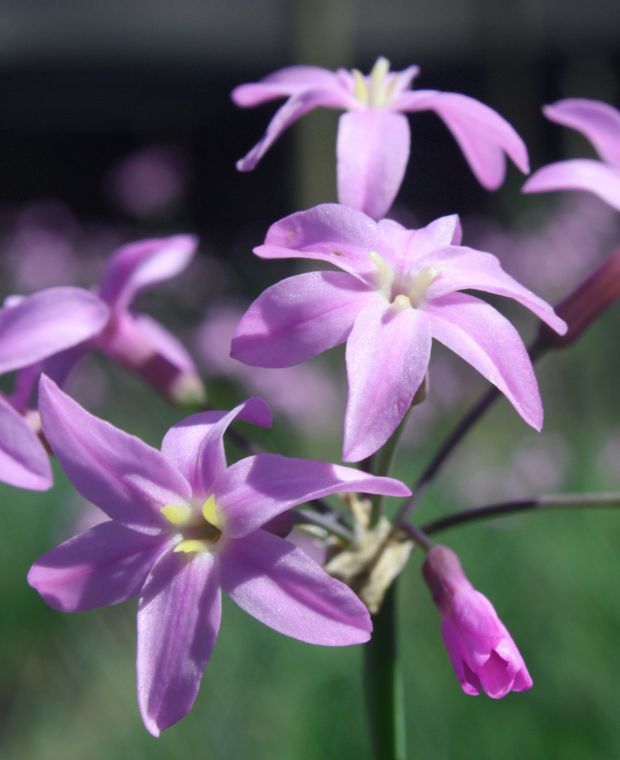 Tulbaghia hybrida Kilimanjaro