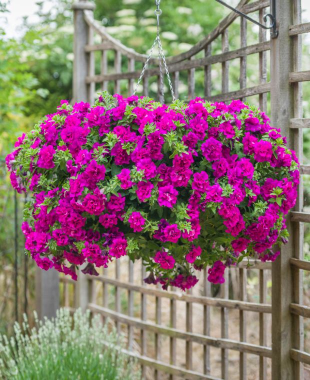 Petunia Tumbelina Savanna