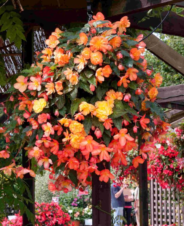 Begonia Illumination Golden Picotee