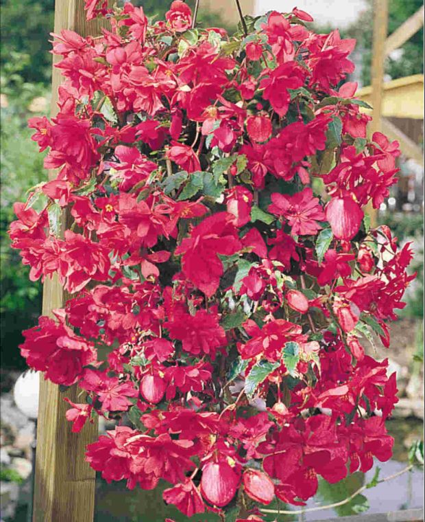 Begonia Illumination Rose