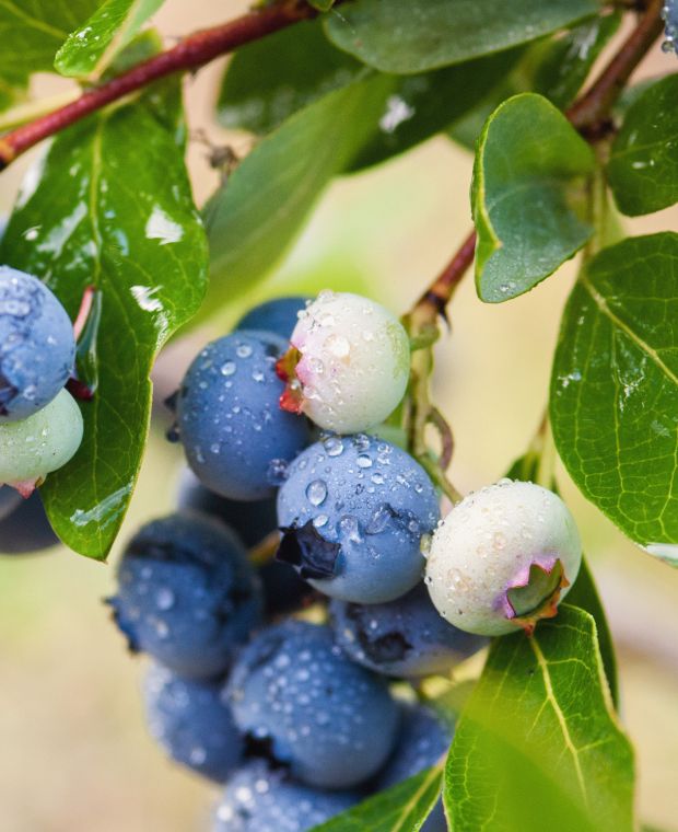 Vaccinium corymbosum Duke