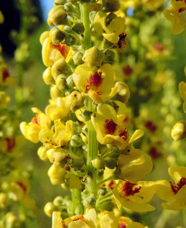 Verbascum thapsus 